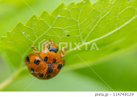 ハラグロオオテントウ 114749129