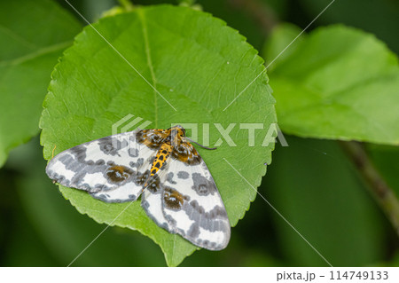 ヒメマダラエダシャク ヒメマダラエダシャク 114749133