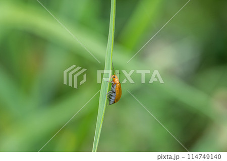 ウリハムシ ウリハムシ 114749140