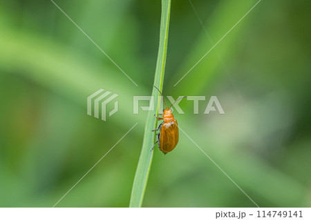 ウリハムシ 114749141