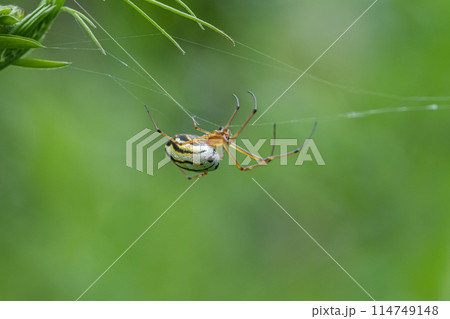 チュウガタシロカネグモ 114749148