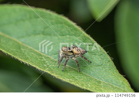 ハエトリグモ（ネコハエトリ） 114749156