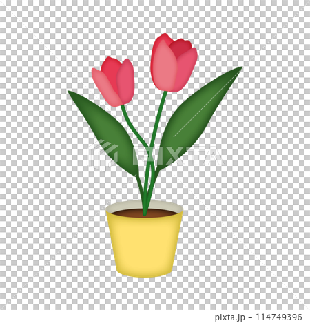 チューリップの鉢植え 114749396