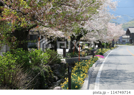 雄川堰水に続くさくら並木 114749714