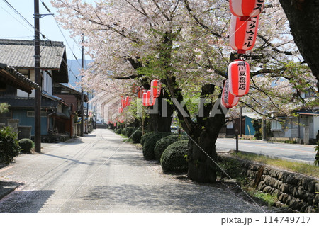雄川堰水に続くさくら並木 雄川堰水に続くさくら並木 114749717