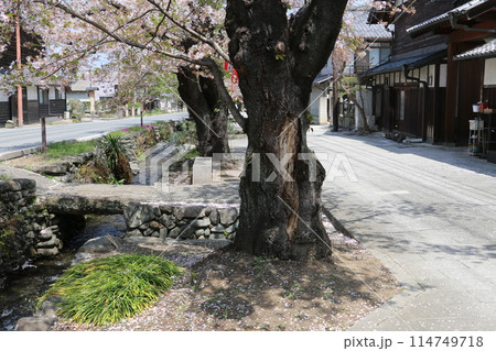 雄川堰水に続くさくら並木 114749718