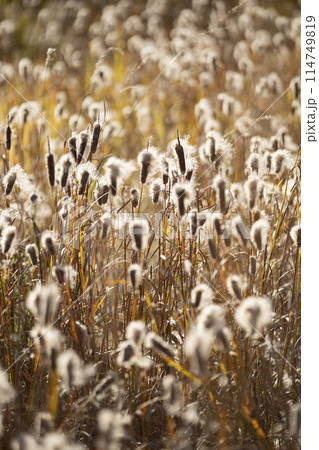 風に揺れるガマ 114749819