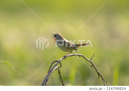 北海道の6月、初夏のノゴマ。 北海道の6月、初夏のノゴマ。 114749824