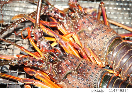 伊勢海老の炭火焼き 伊勢海老の炭火焼き 114749854