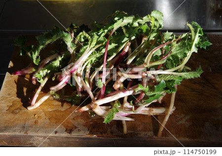 季節の食材ハマアザミ 114750199