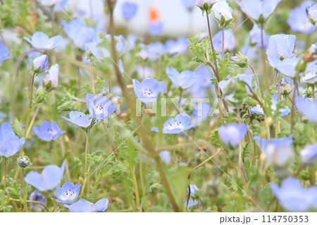 青い花 114750353