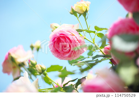 青空とピンクのバラ 114750529