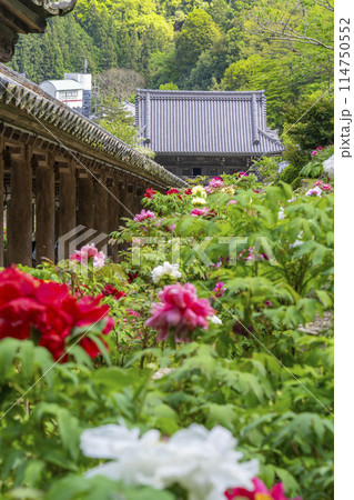 長谷寺 満開の牡丹と登廊 長谷寺 満開の牡丹と登廊 114750552
