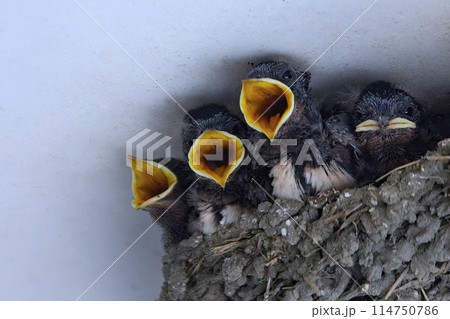 ツバメの赤ちゃん 114750786