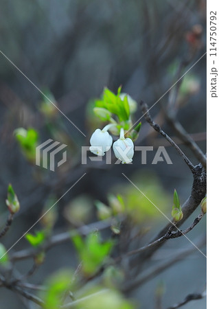 メルヘンチックなスズランの花 メルヘンチックなスズランの花 114750792