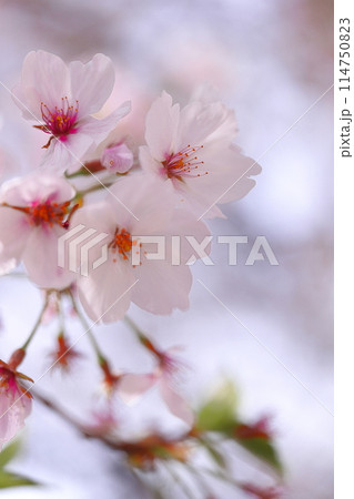 春の日差しを浴びて咲く満開の桜 114750823