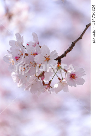 春の日差しを浴びる桜 114750824