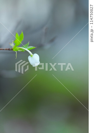 幻想的なスズラン 幻想的なスズラン 114750827