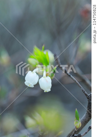 白いスズランの花 白いスズランの花 114750828