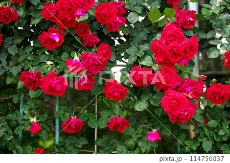 薔薇園に咲く赤い薔薇の花 薔薇園に咲く赤い薔薇の花 114750837