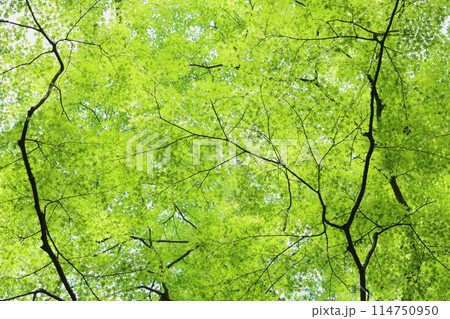 新緑のカエデ 114750950