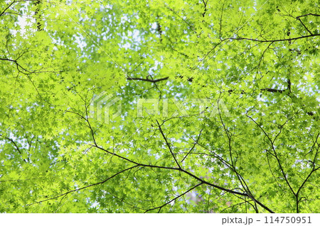 新緑のカエデ 114750951