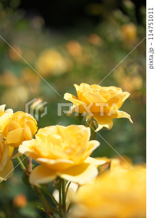 薔薇園に咲く黄色い薔薇の花 薔薇園に咲く黄色い薔薇の花 114751011