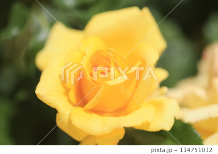 薔薇園に咲く黄色い薔薇の花 薔薇園に咲く黄色い薔薇の花 114751012