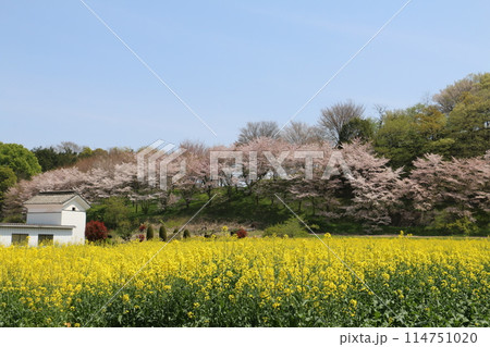 雄川堰沿い菜の花畑とさくら 114751020