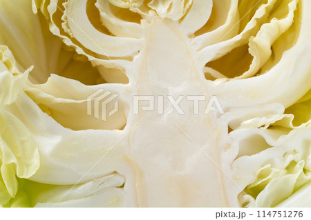 キャベツの芯の断面のクローズアップ背景 114751276