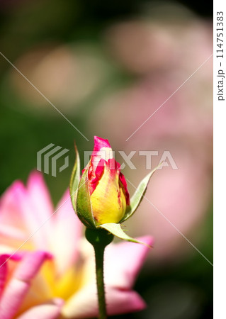 公園に咲く春薔薇 公園に咲く春薔薇 114751383