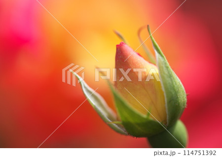 公園に咲く春薔薇 114751392