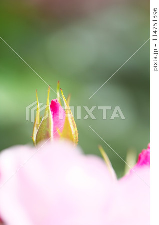 公園に咲く春薔薇 公園に咲く春薔薇 114751396