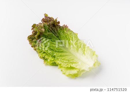 サニーレタスの葉 114751520