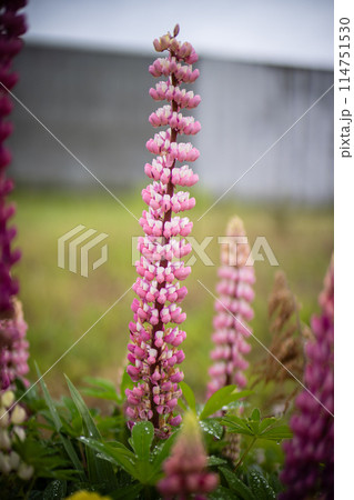 春から初夏にかけて咲くルピナス 春から初夏にかけて咲くルピナス 114751530