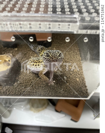 つぶらな瞳で見つめるヒョウモントカゲモドキ 114751662
