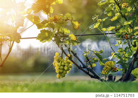 Close-up of growing young vine plants tied to metal frame with green leaves and big golden yellow ripe grape clusters on blurred sunny colorful bokeh background. Agriculture and gardening concept Close-up of growing young vine plants tied to metal frame with green leaves and big golden yellow ripe grape clusters on blurred sunny colorful bokeh background. Agriculture and gardening concept 114751703