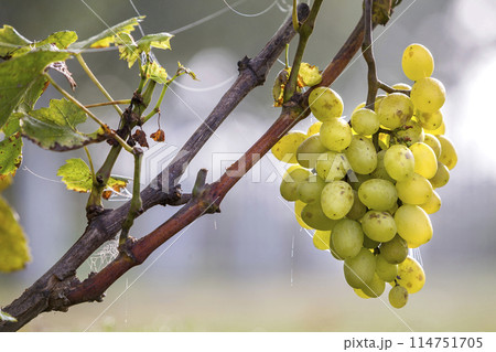 Close-up of vine branch with green leaves and isolated golden yellow ripe grape cluster lit by bright sun on blurred colorful bokeh copy space background. Agriculture, gardening and wine making. Close-up of vine branch with green leaves and isolated golden yellow ripe grape cluster lit by bright sun on blurred colorful bokeh copy space background. Agriculture, gardening and wine making. 114751705