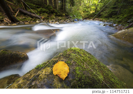 Fast flowing through wild green mountain forest river stream with crystal clear water and bright yellow leaf on big wet boulders. Beautiful wildlife landscape. 114751721