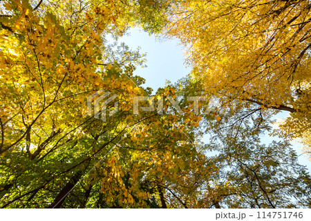 Perspective up view of autumn forest with bright orange and yellow leaves. Dense woods with thick canopies in sunny fall weather. Perspective up view of autumn forest with bright orange and yellow leaves. Dense woods with thick canopies in sunny fall weather. 114751746