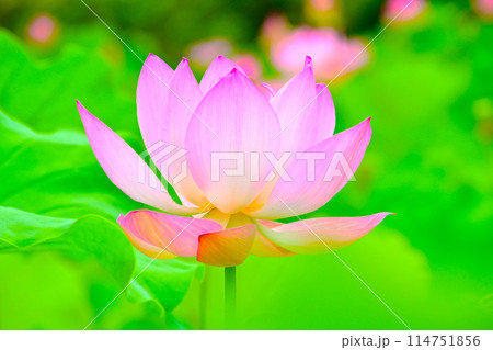 大府市 星名池 きれいな蓮の花 大府市 星名池 きれいな蓮の花 114751856