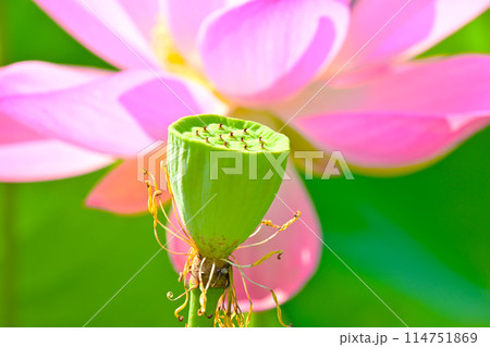 星名池に咲く満開の蓮の花 114751869