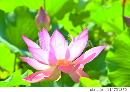 星名池に咲く満開の蓮の花 星名池に咲く満開の蓮の花 114751870