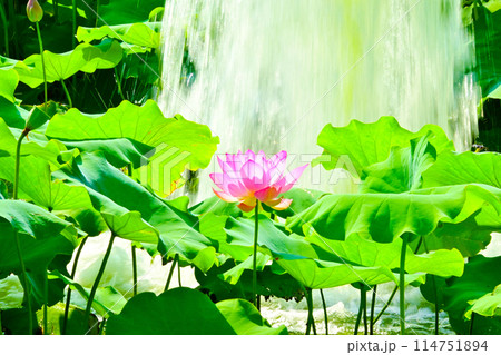 星名池　蓮の花と噴水 114751894