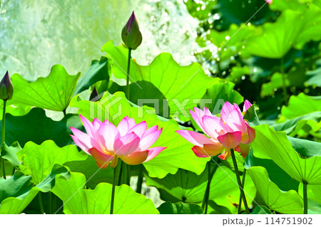 星名池　蓮の花と噴水 114751902