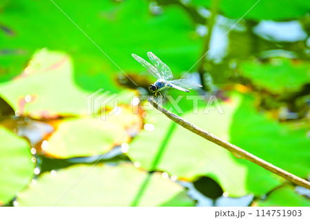 池の枯れ枝にとまる シオカラトンボ 池の枯れ枝にとまる シオカラトンボ 114751903