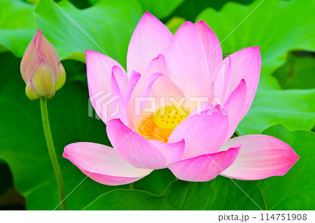 愛知県大府市 星名池の蓮の花 愛知県大府市 星名池の蓮の花 114751908