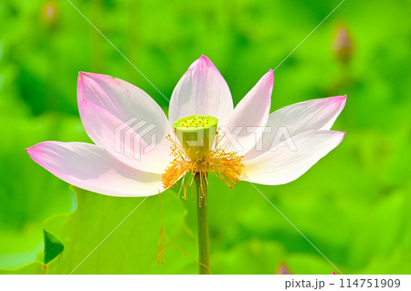 散り始めた蓮の花びら 散り始めた蓮の花びら 114751909