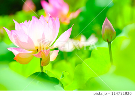 愛知県大府市 星名池の蓮の花 114751920