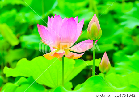 大府市 星名池 きれいな蓮の花とつぼみ 大府市 星名池 きれいな蓮の花とつぼみ 114751942